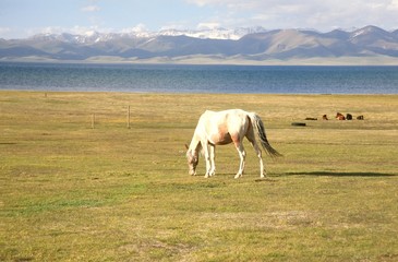 The horse  in a large meadow at Song kul lake ,  Naryn of Kyrgyzstan