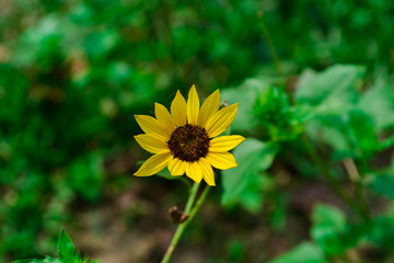 A lonely Yellow Sunflower