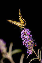Papilio machaon on black background