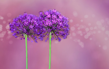 lila Allium