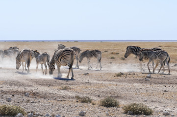 Fototapeta na wymiar Group of zebras / Zebras in Etosha National Park, Namibia.