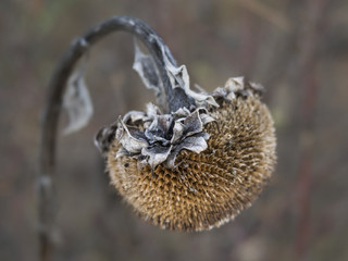 Frosted, dried up sunflower head