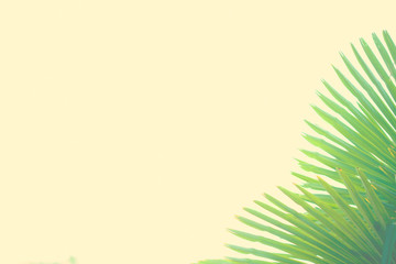 Fototapeta na wymiar Tropical background Palm leaves Bright sunny colors Copy space