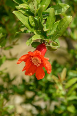 Pomegranate flowers on green leaves background