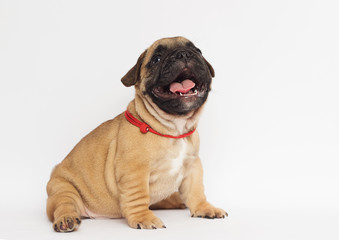 French bulldog puppy on white background