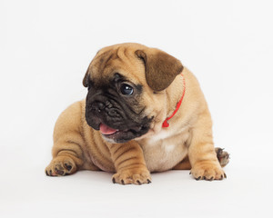French bulldog puppy on white background