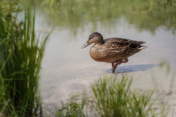 Brown wild duck on an abandoned lake.