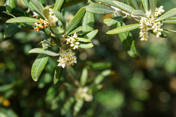 Blossoming olive tree branch
