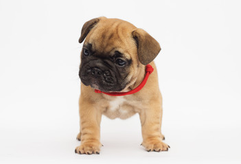 French bulldog puppy on white background