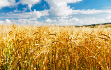 Field of barley in a summer day
