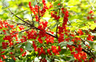 red currant in a garden