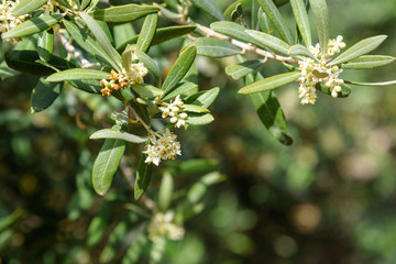 Blossoming olive tree branch
