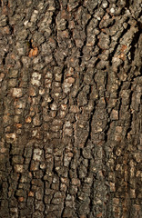 texture of the bark of the tree