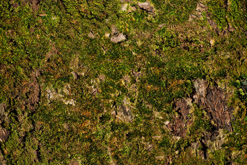 green moss texture on the tree's crust