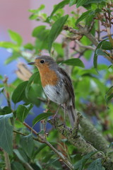 Rotkehlchen in einem Busch hochformat makro