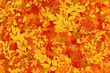 Naklejka na ściany i meble Vector realistic isolated red, yellow and orange maple and oak falling leaves seamless pattern for decoration and covering. Concept of Happy Autumn.