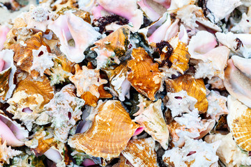 Conch shells