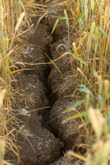 Cracked earth in a field of wheat. Parched earth opens up in a long at least hands deep fissure in Britain