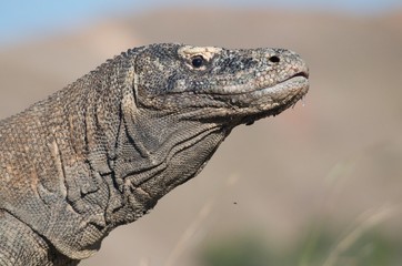 dragon de Komodo