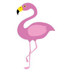 exotic bird flamingo natural