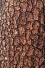Pine Bark Textures 