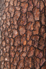 Pine Bark Textures 