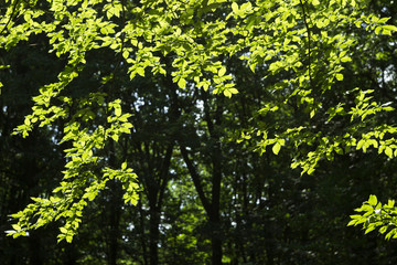Fototapeta na wymiar Green tree leaves illuminated by the sun, the leaves through the sun's rays. Beautiful natural background flora
