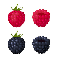 Colorful raspberry and blackberry icons