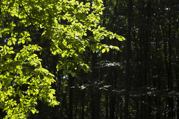 Green tree leaves illuminated by the sun, the leaves through the sun's rays. Beautiful natural background flora