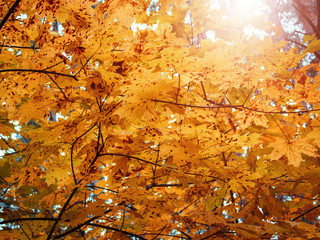 Autumn maple leaves in the sunlight