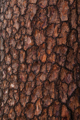 Pine Bark Textures 