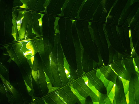 Background picture of fern leaves. The leaves of the plant to the light.