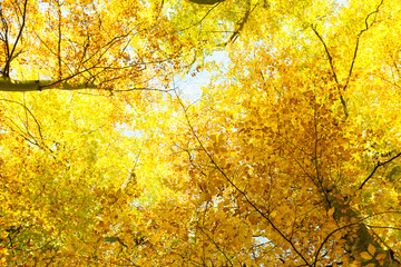 Autumnal trees in sunshine.