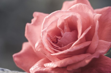 rose, water card