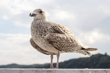 Closeup of seagull bird standing next to water