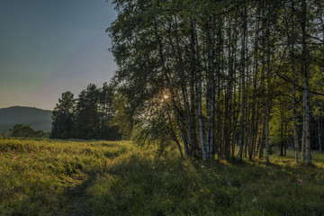 Forest in evening near Soumarsky Most village