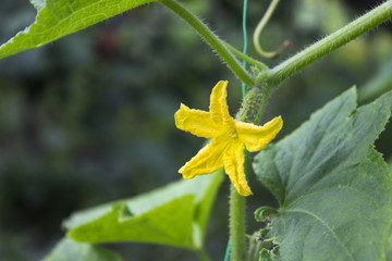 Flowering of cucumbers in the garden, a beautiful small yellow flowers of vegetables. Gardening