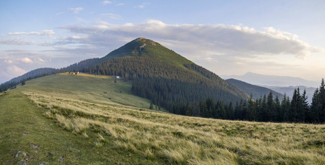 Wide panorama of grassy valley, dense evergreen pine forest and mountains landscape on bright summer day under blue sky. Beauty of nature, tourism, traveling and environment preservation concept.