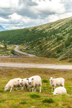 Sheep on the background of the mountains, Norway