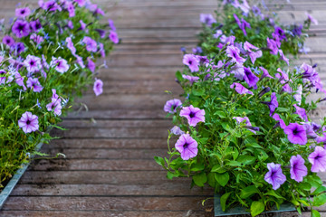 purple flowers of Petunia in boxes on the veranda