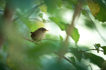 Jeune Troglodyte mignon