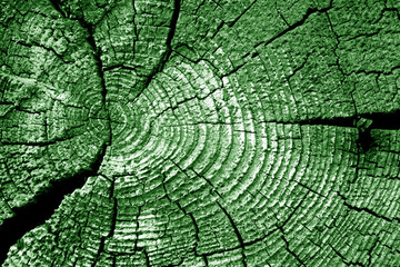 Old log cut macro in green tone.