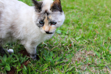 Cute cat in the grass