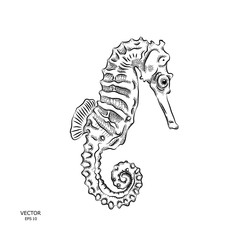 sea horse in the ocean. vector illustration