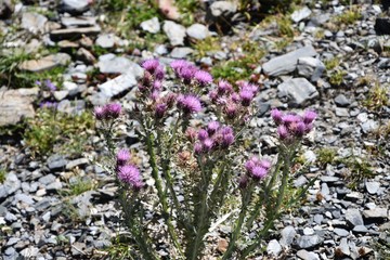 fleurs de montagne, Pyrénées