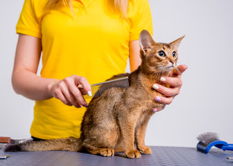 Professional cares for a Abyssinian cat in a specialized salon. Groomers holding tools at the hands.