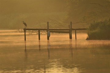 heron on pier in golden sun