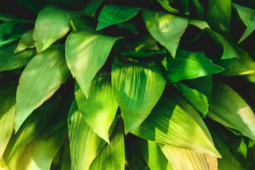 Naklejka na ściany i meble Background of green large leaves. Texture