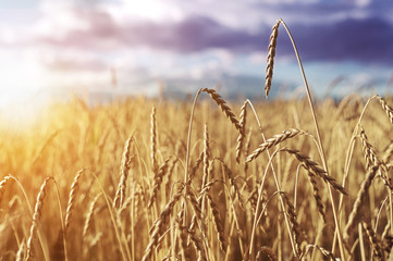 Fototapeta premium Wheat. Autumn harvest.