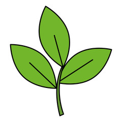 fresh leaf coriander healthy food